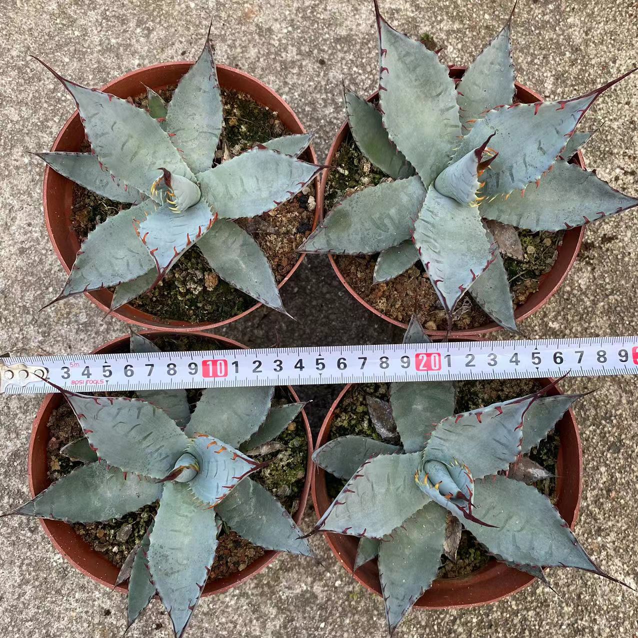 LJHH020 屈原の舞扇(15cm pot)