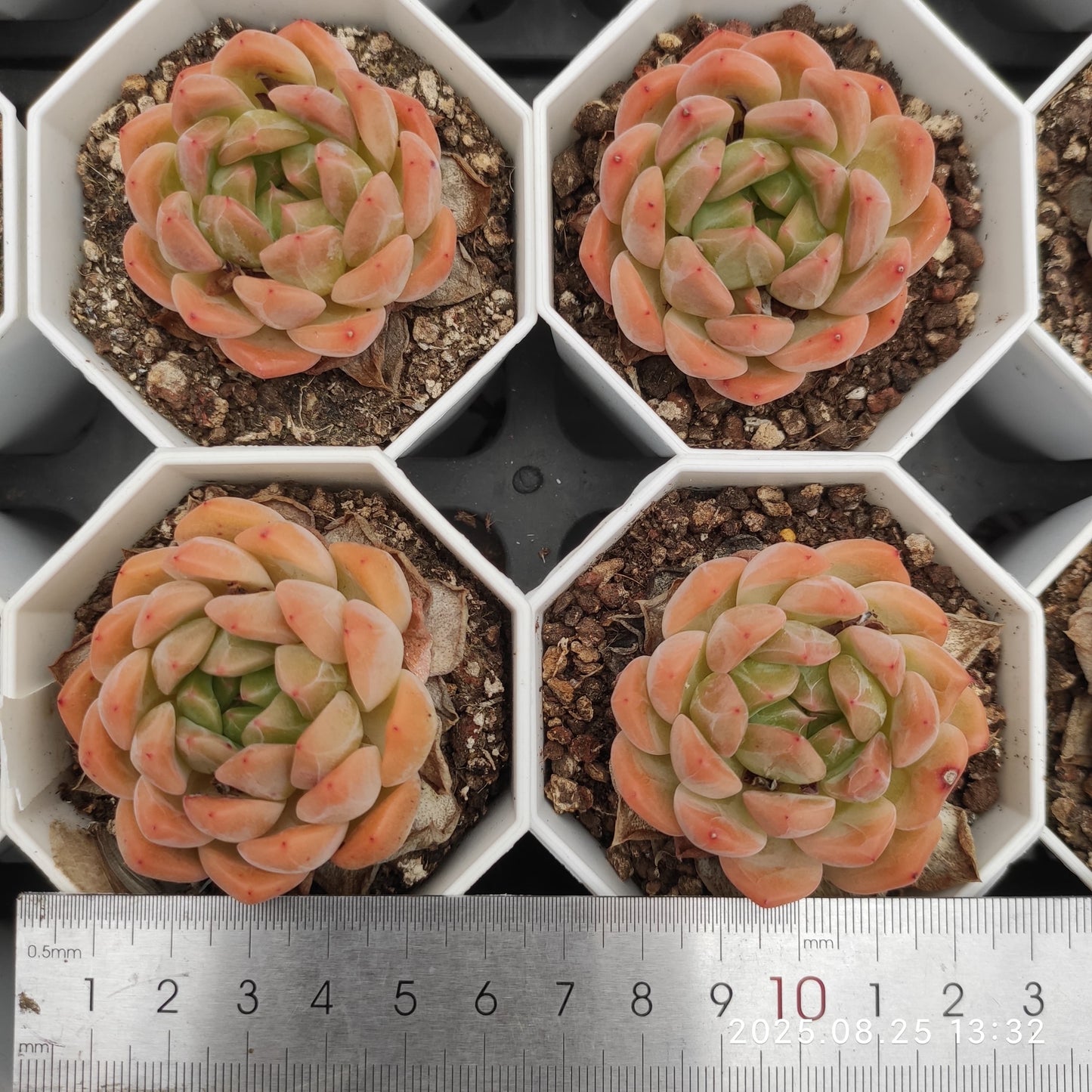 WWA343 ムーン ストーン x アギャボイデズ (7cm pot)