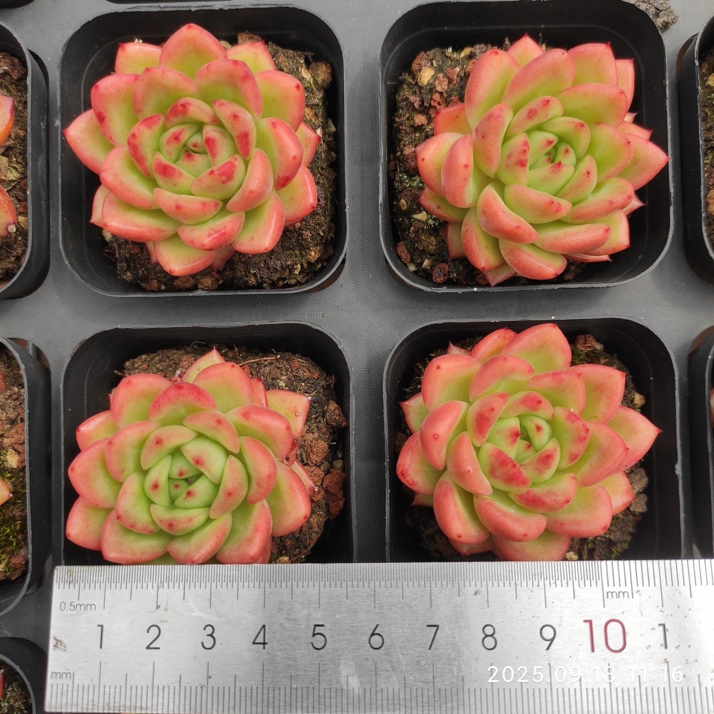 LMM329 レッドキング (6.5cm pot)