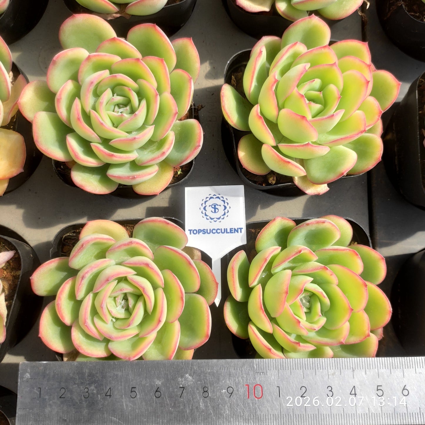 7172 モーニングデュー