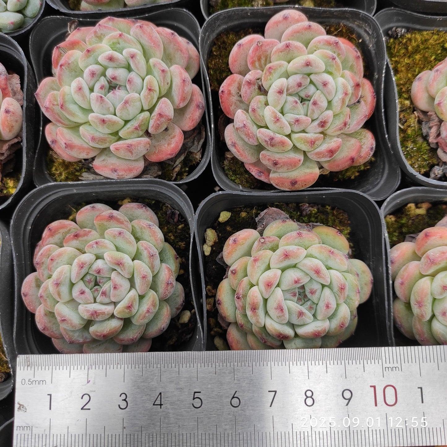 QN702 ビヨンテ(6.5cm pot)