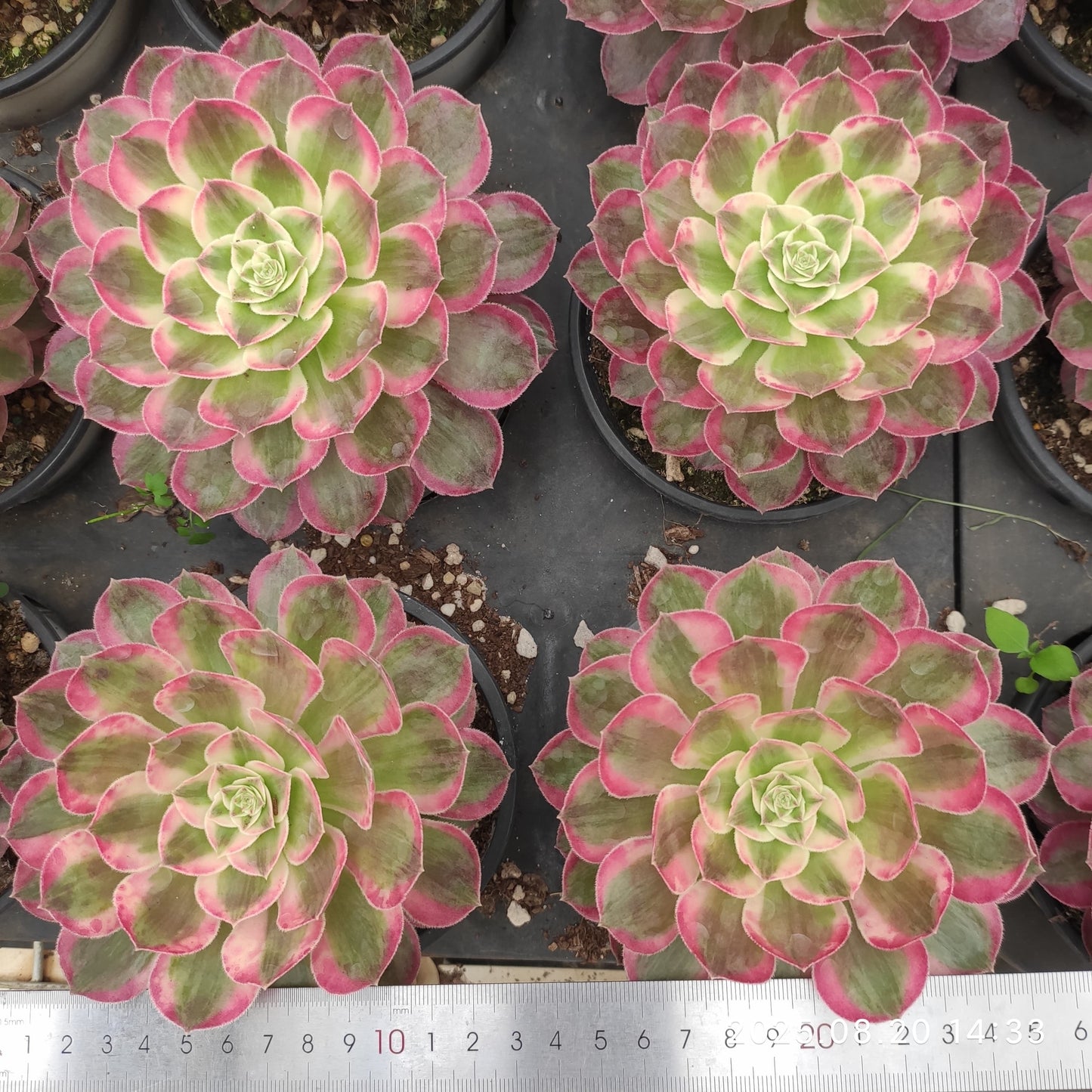 ON717 ピーコック フェザーズ(12cm pot)