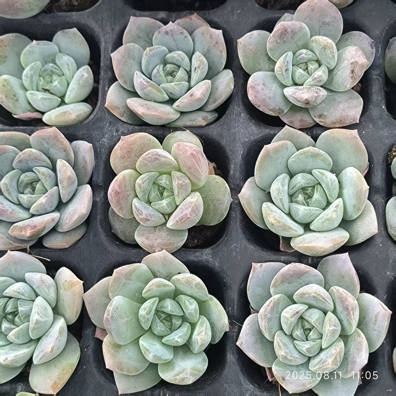 JC109 ホワイトオレンジ (3cm pot)
