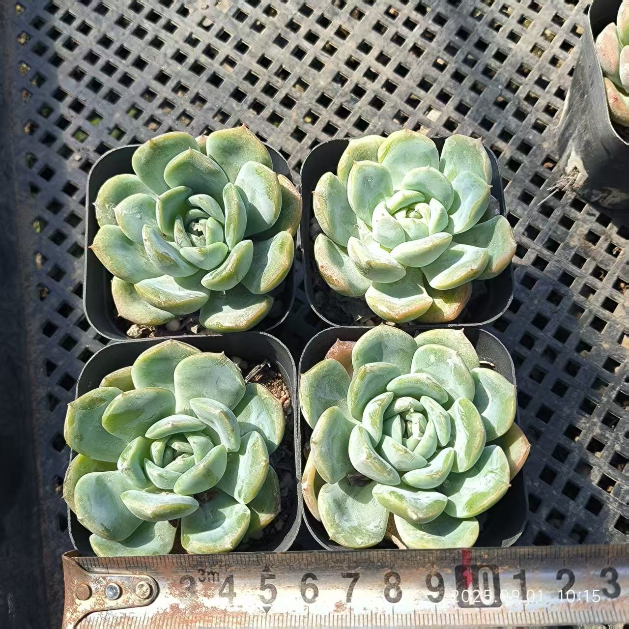 KD047 スリョン(6.5cm pot)