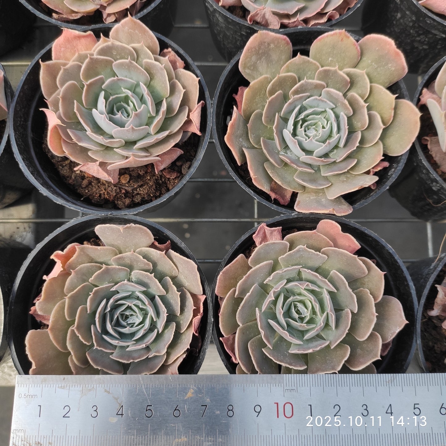 TPKM051 スワンレイク(白鳥の湖)(7cm pot)