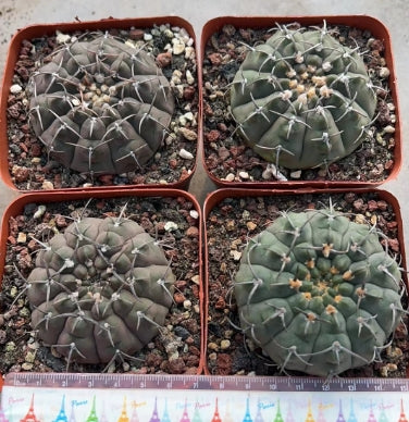 CS171 ギムノカリキウム リオジェンセ(8cm pot)