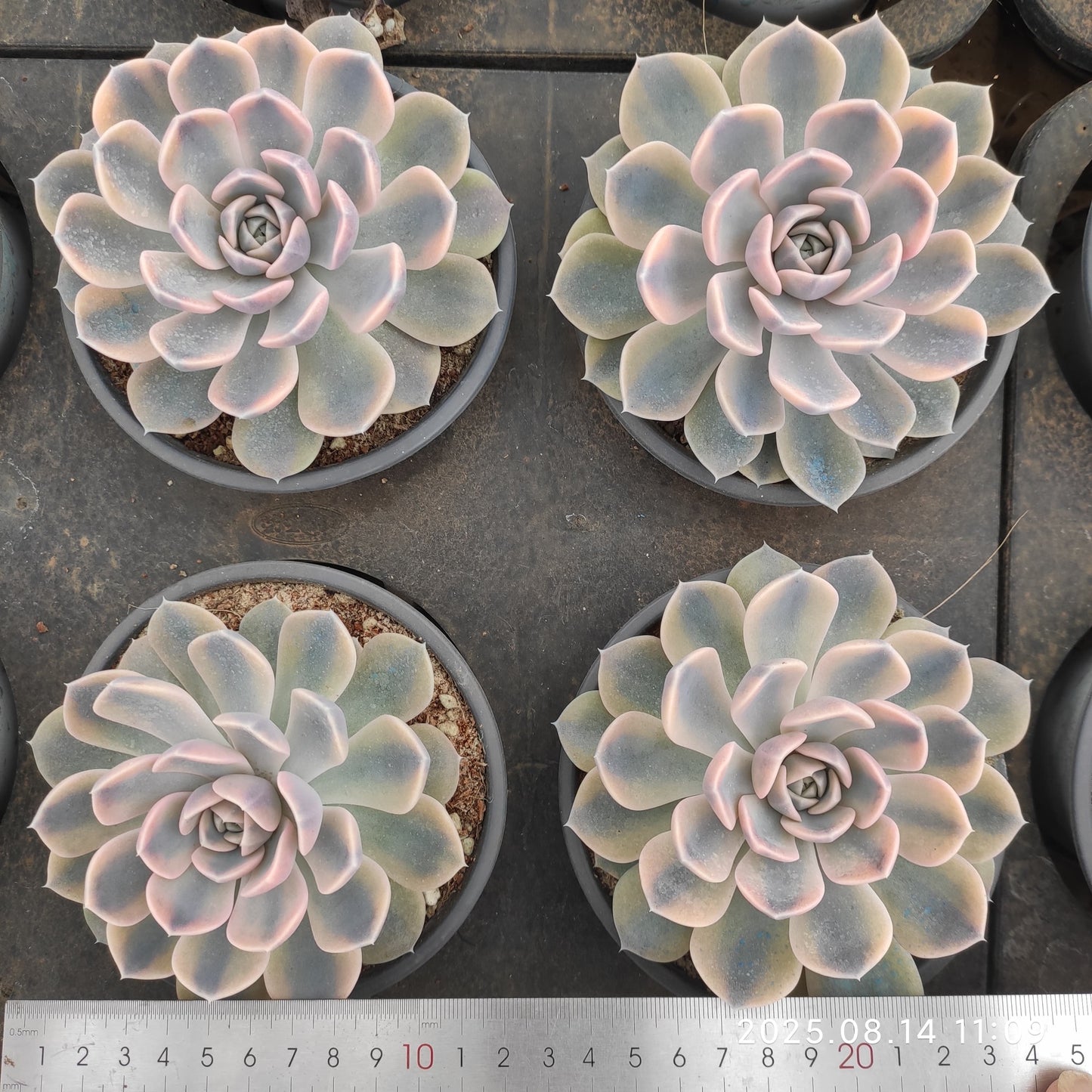 YS272 タイニー バーガー錦(12cm pot)