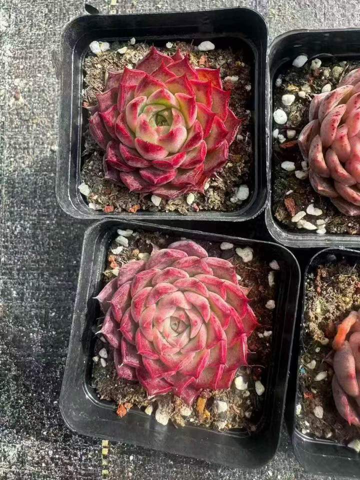 263171 リトルコンチhyb