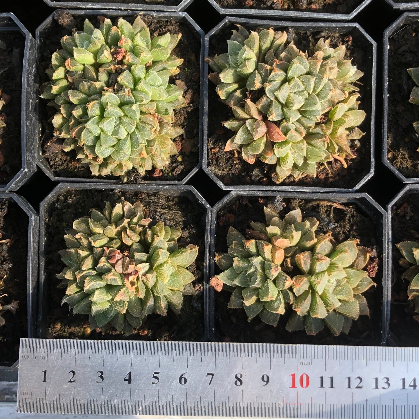 TPKM006 氷砂糖コオリザトウニシキ(3cm pot)