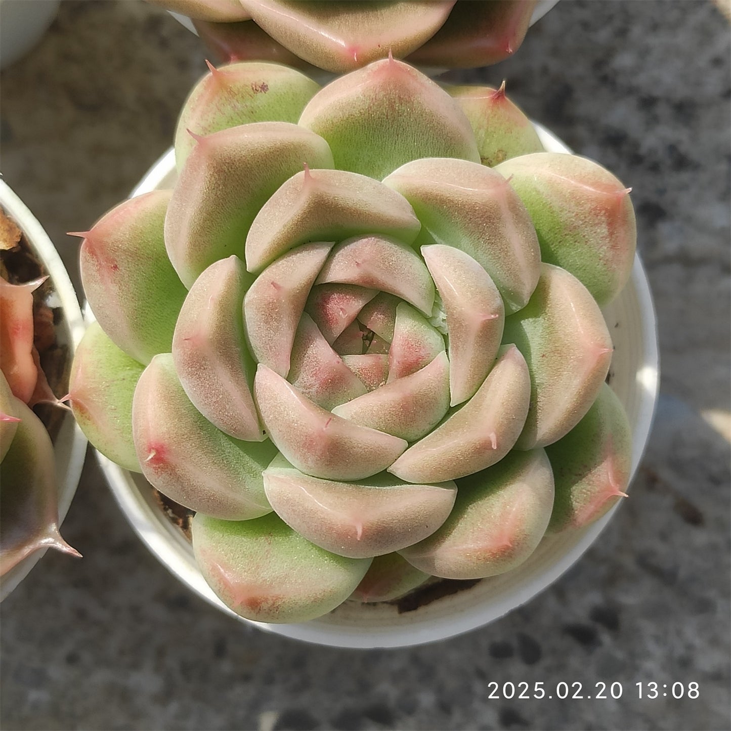 ZZA200 オレンジマルガン(5.5cm pot)