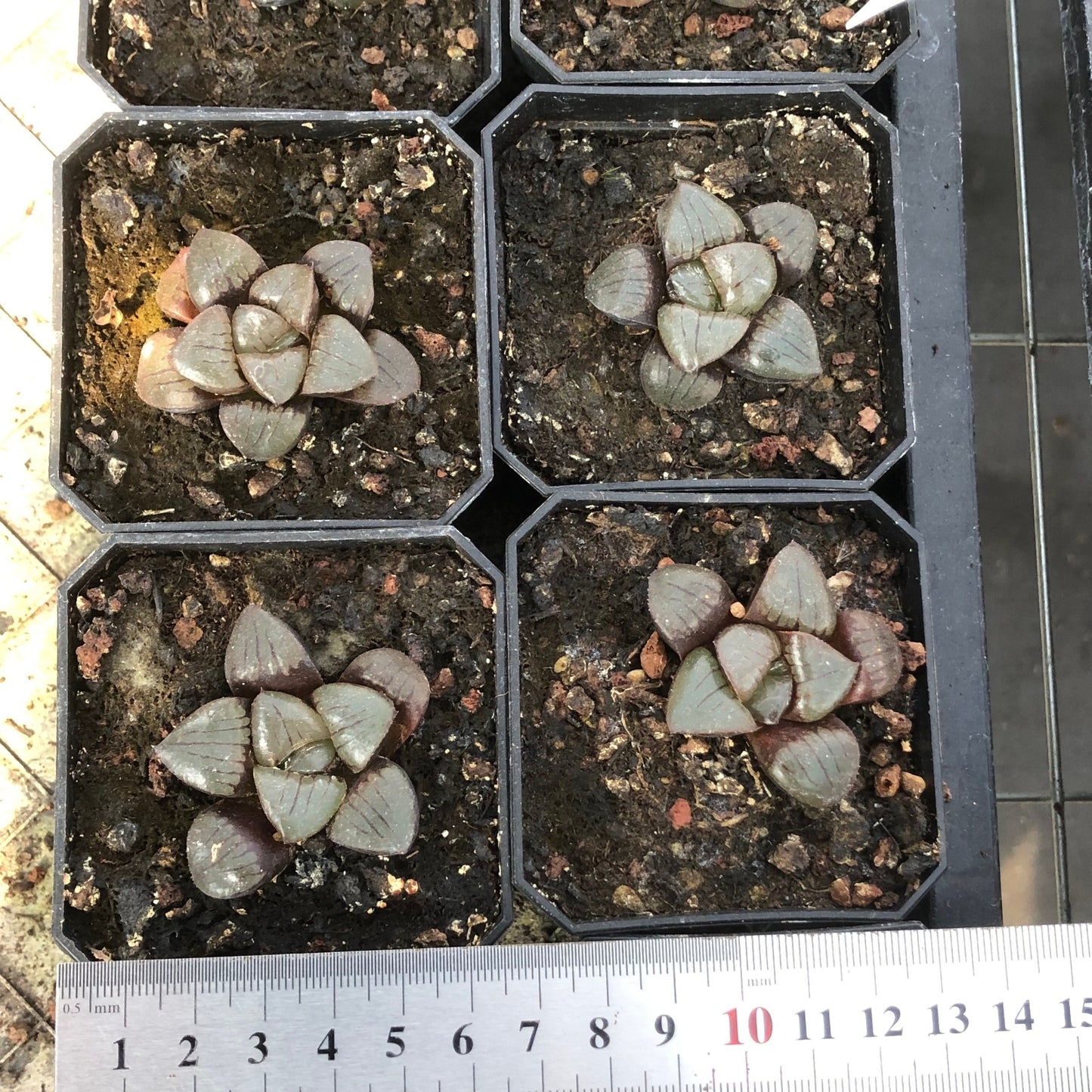 TPKM007 日月潭(3cm pot)