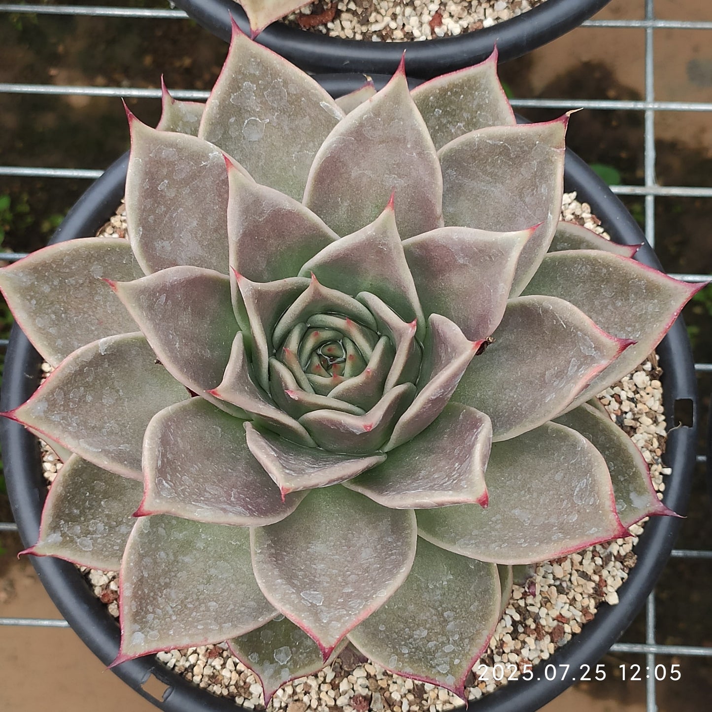 NGN374 スターズ(18cm pot)
