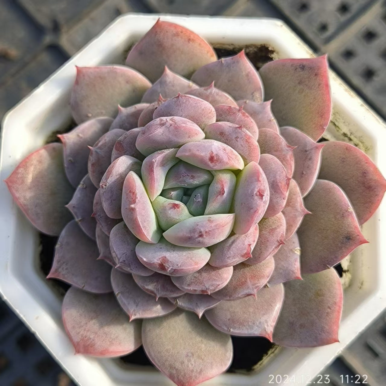 XS385 エリークイーン (6.5cm pot)