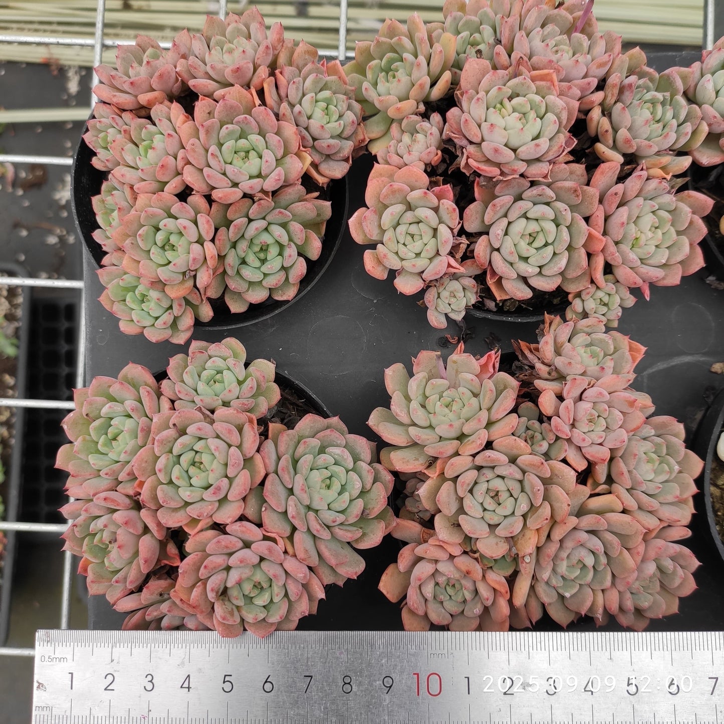 MMT614 キュートバブル(9cm pot)