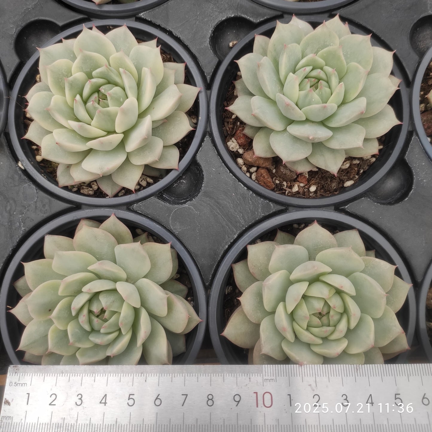 MMY972 ティッピー錦(9cm pot)