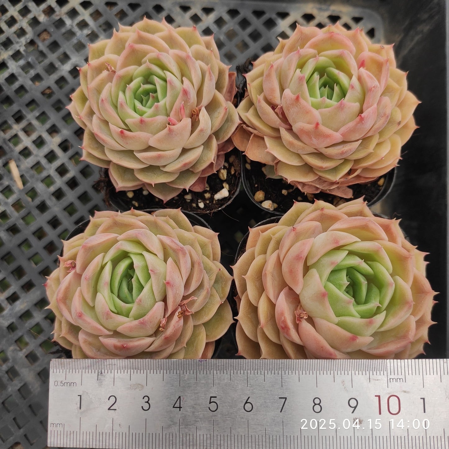 QN295 オウンスロー(6.5 cm pot)