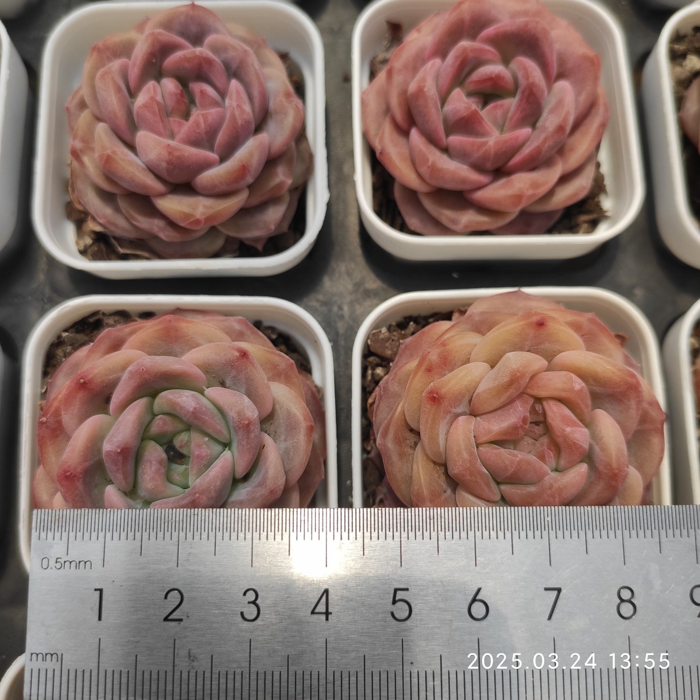 MMY901 スノーハイビスカス(5.5cm pot)