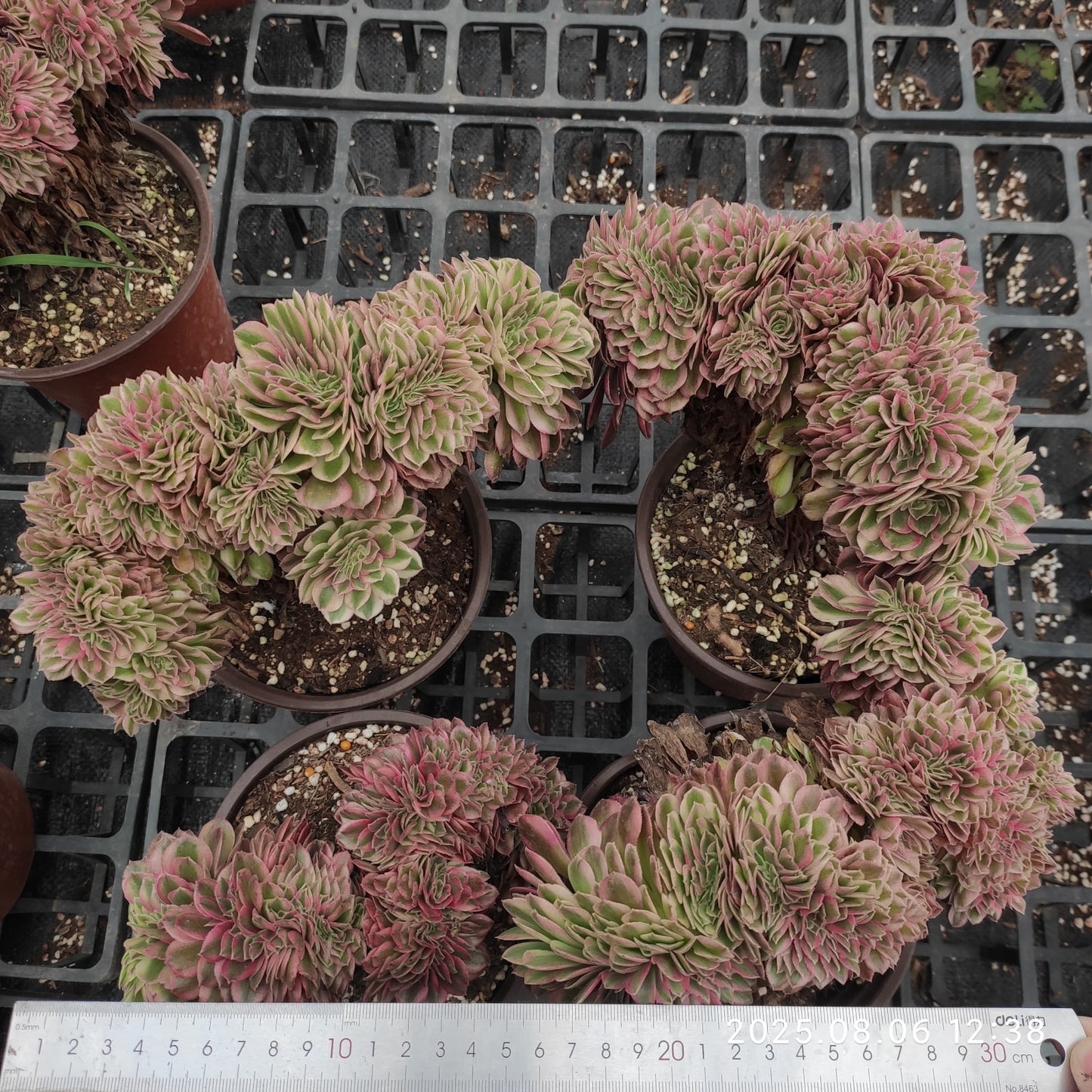 THH057 ミリオン ワイト綴化(15cm pot)