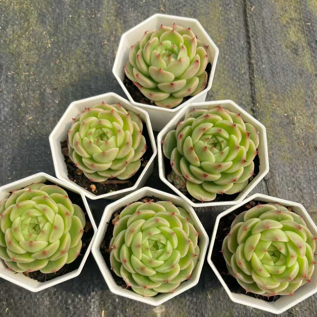 16087 ブループリント