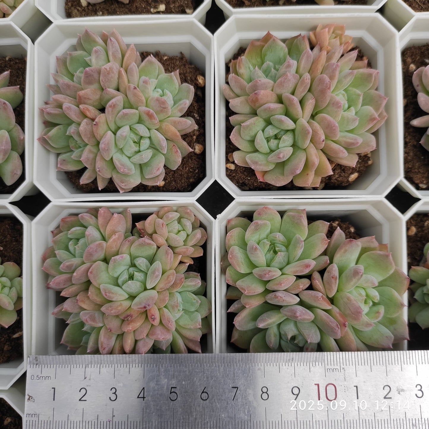 HG090 マルガン x エリー クイーン(7cm pot)