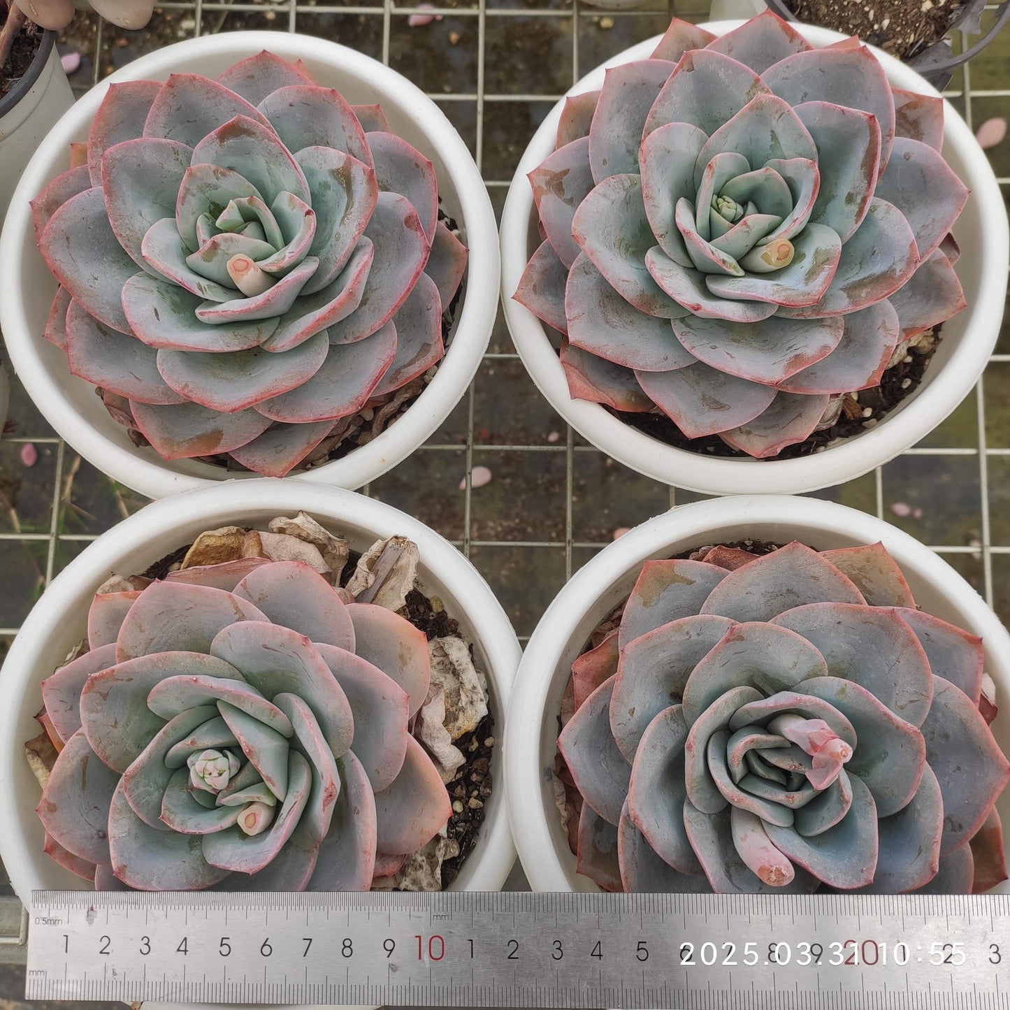 ZAJ035 ブレランド(12cm pot)