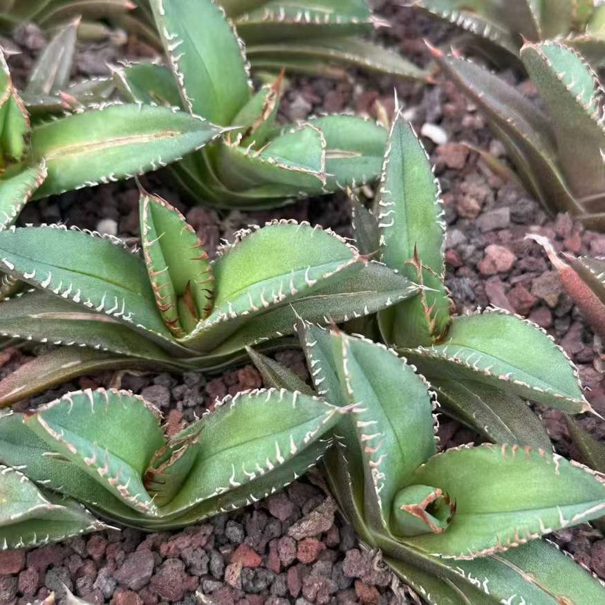 20315 アガベ 地獄火(じごくび)(5cm pot)