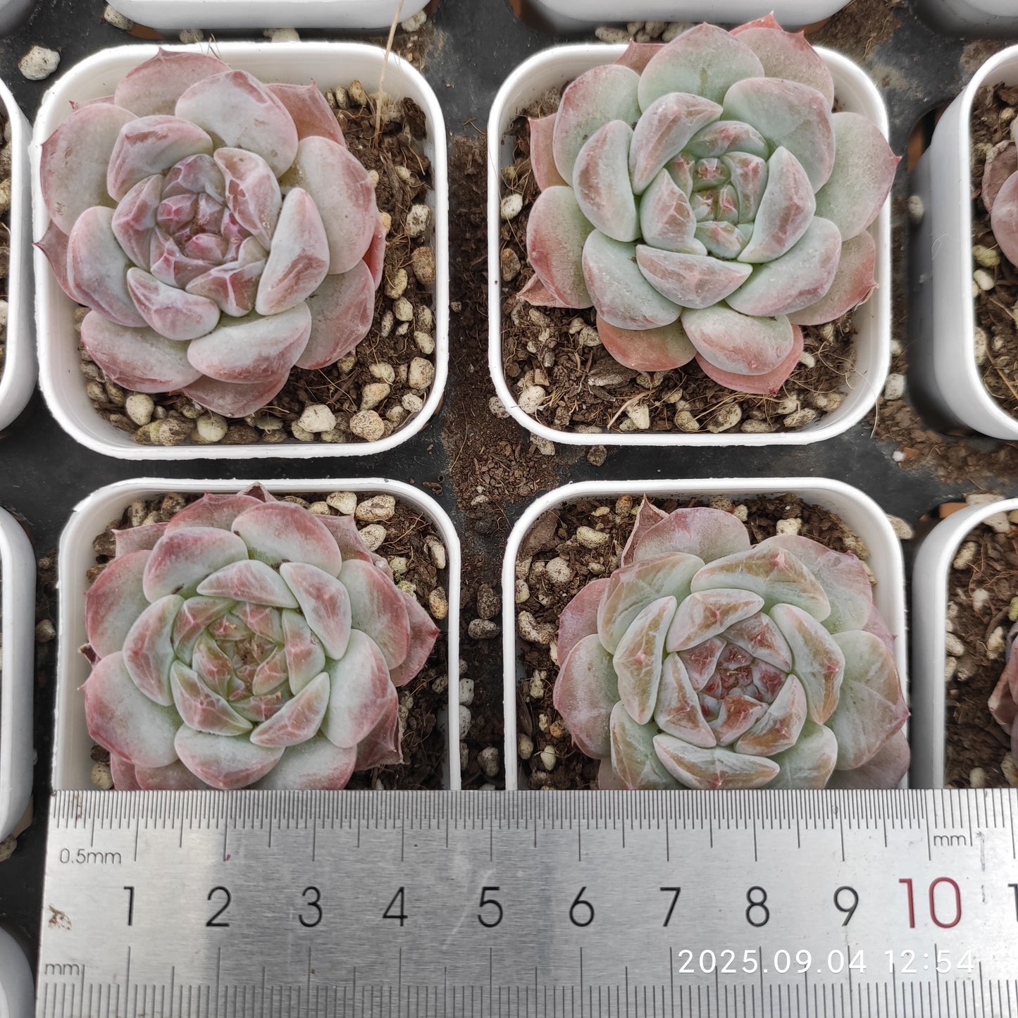 MMY1000 アイススピリット(5.5cm pot)