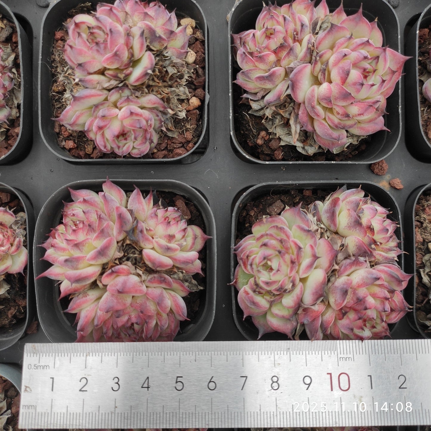 21282 マーシェル(6.5cm pot)