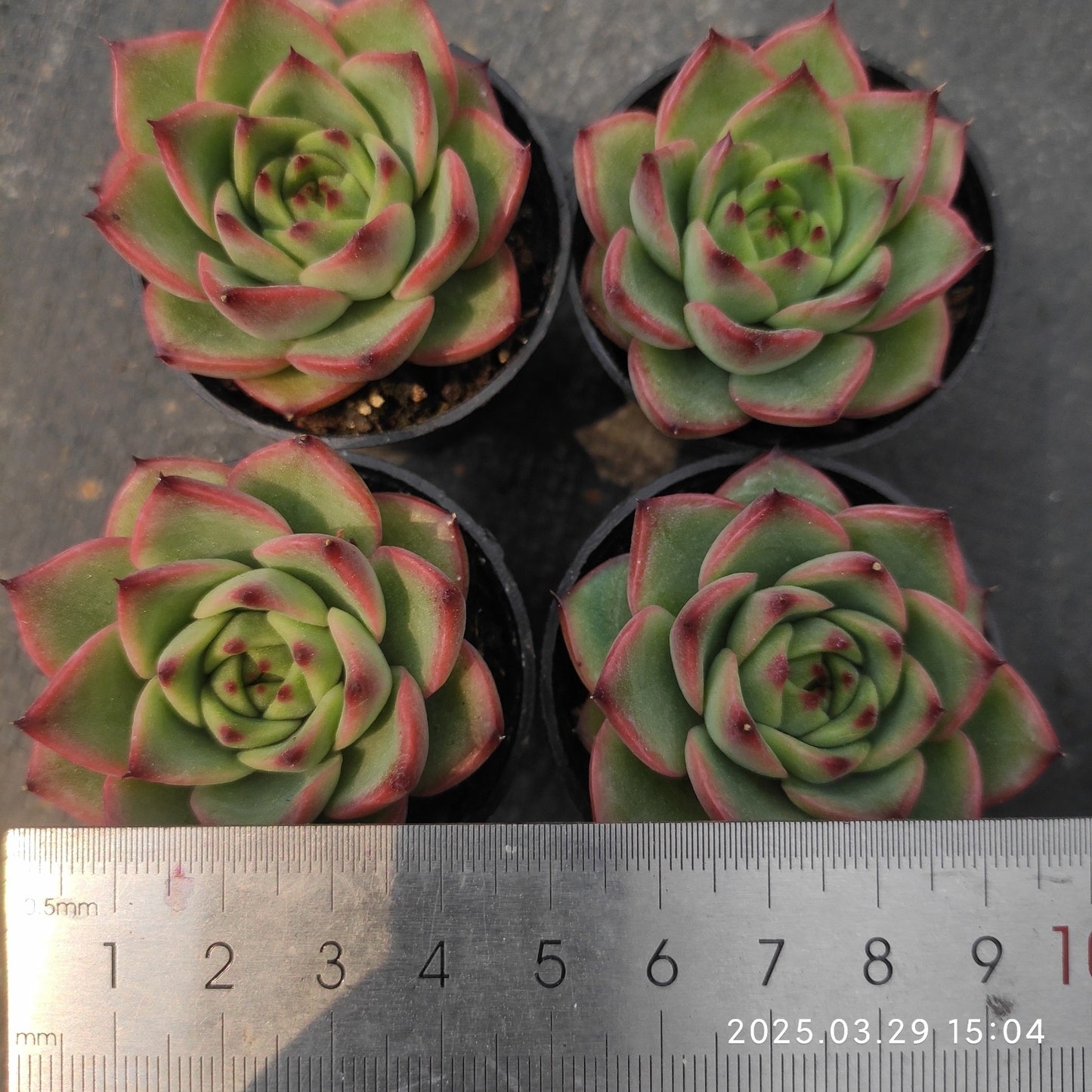 MMT379 ムーンストーン (5.5cm pot)