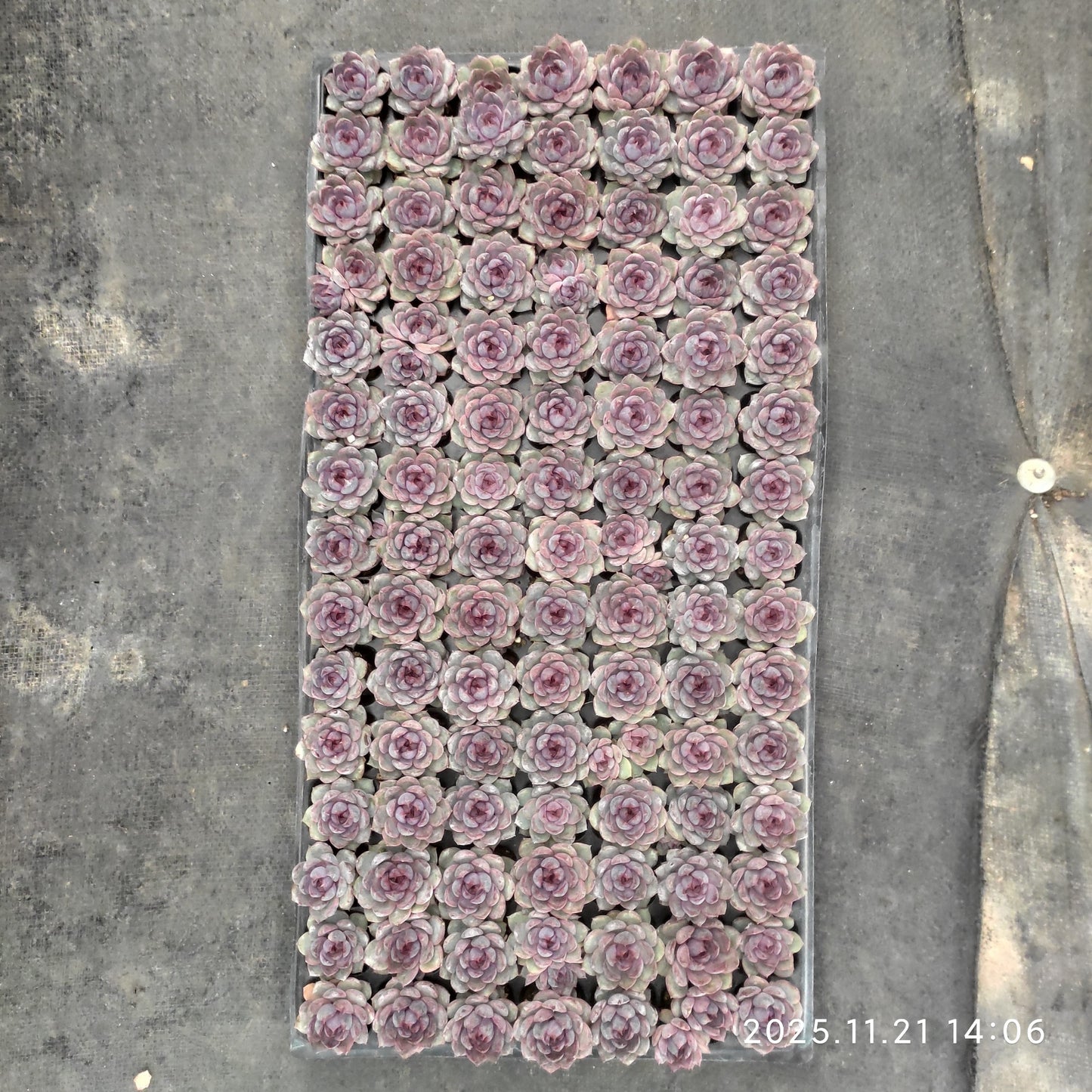 22127 チーズブルーベリー(3cm pot)(ポット苗)