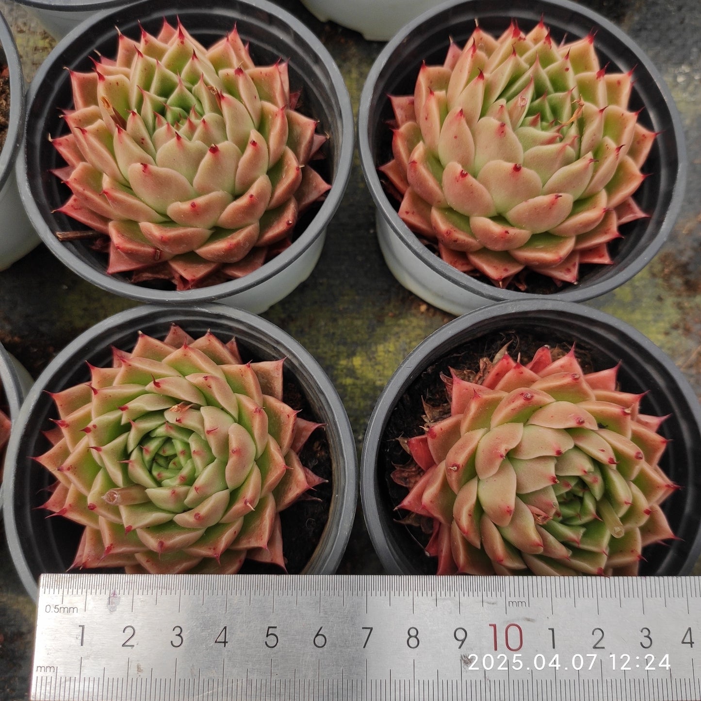 DQ125 グリーンペッパー(ピーマン)(9cm pot)