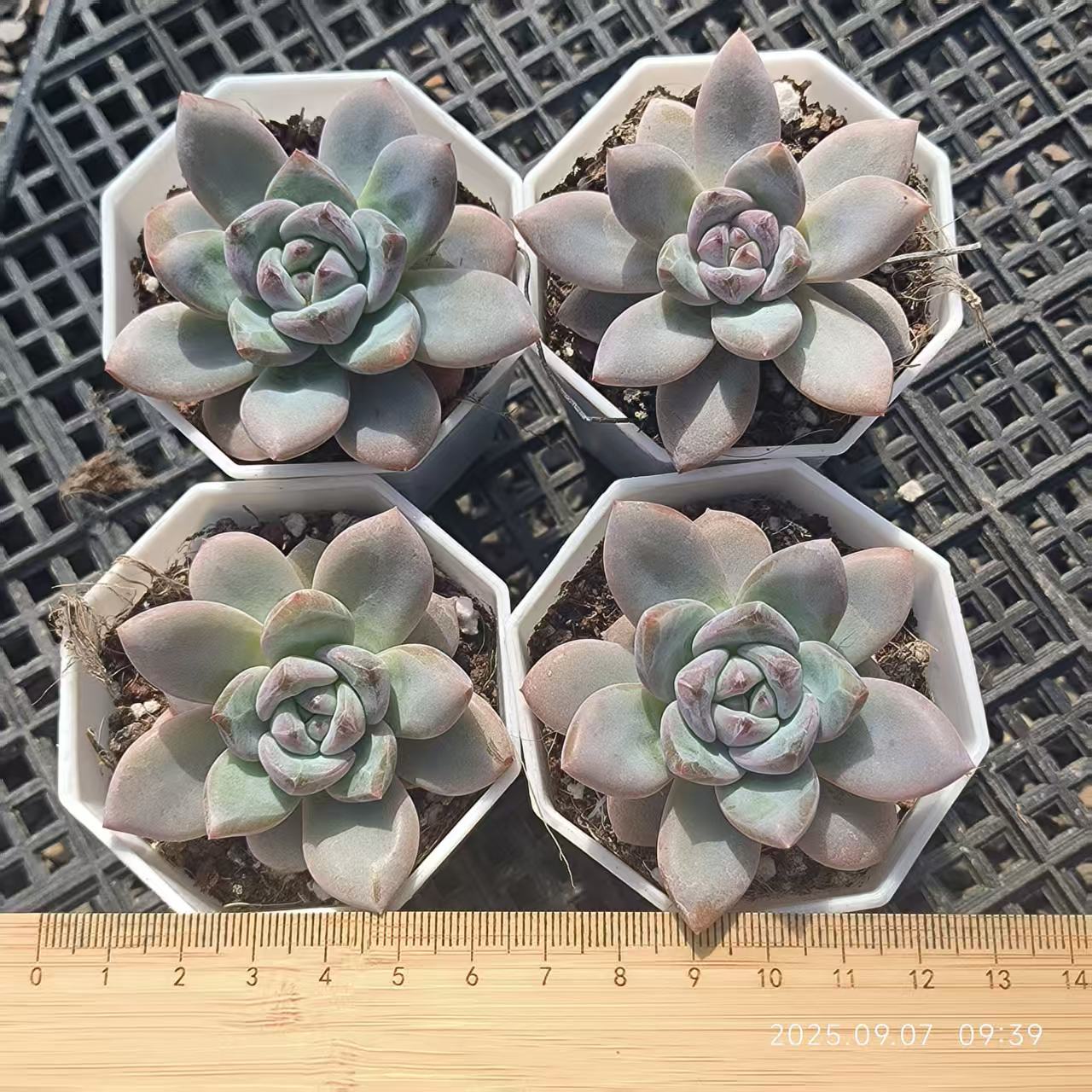 FFH110 スターモンロー(7cm pot)