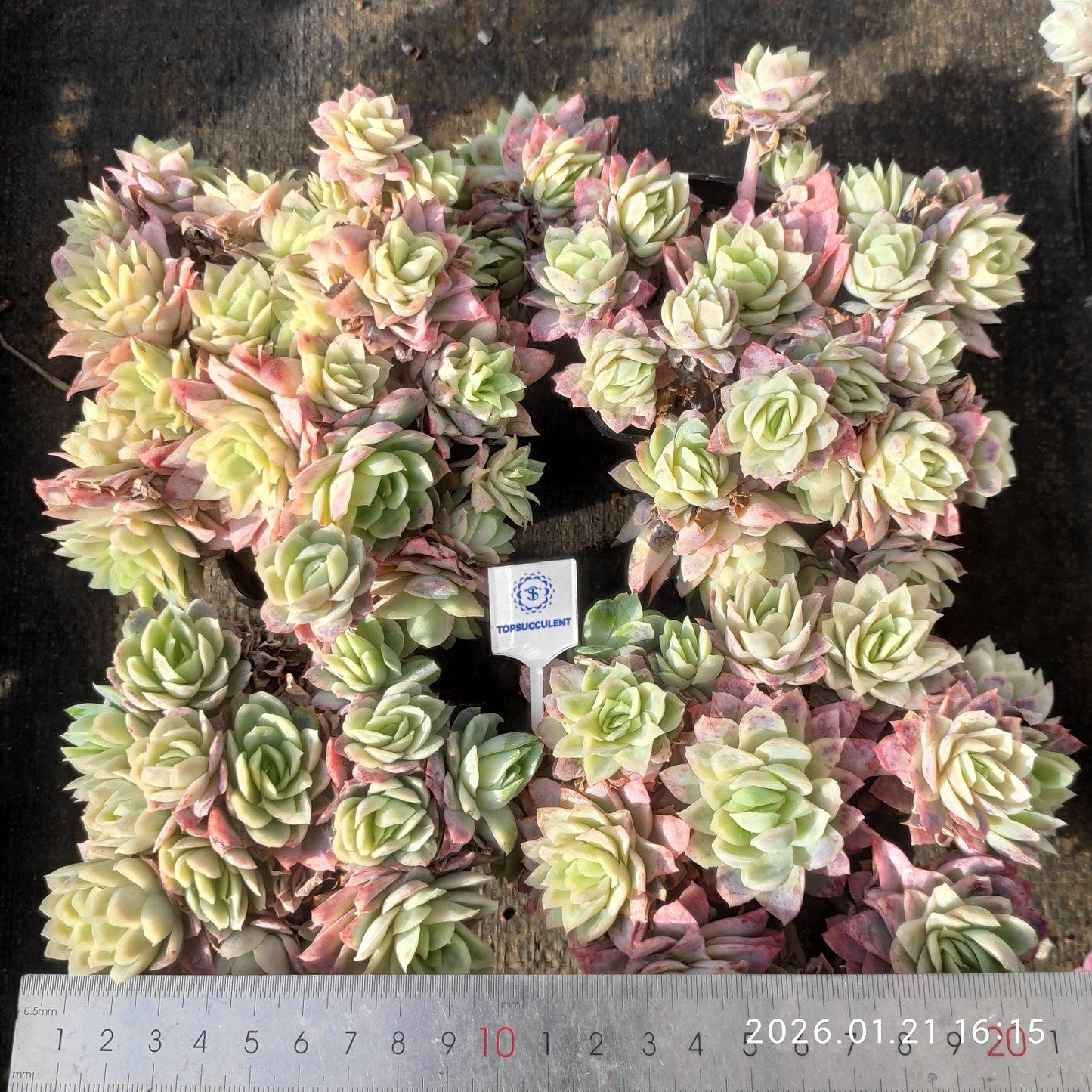 17216 バイオレットクイーン錦