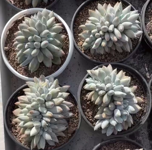 26533 ゴシック 綴化