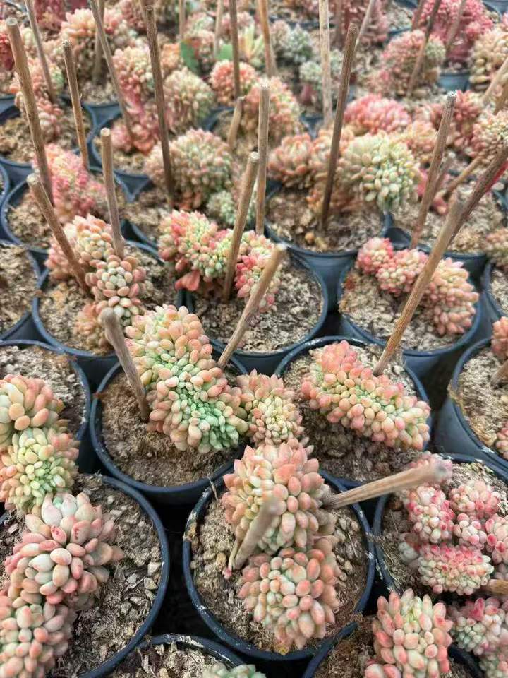 262921 リトルレッドエッグ綴化