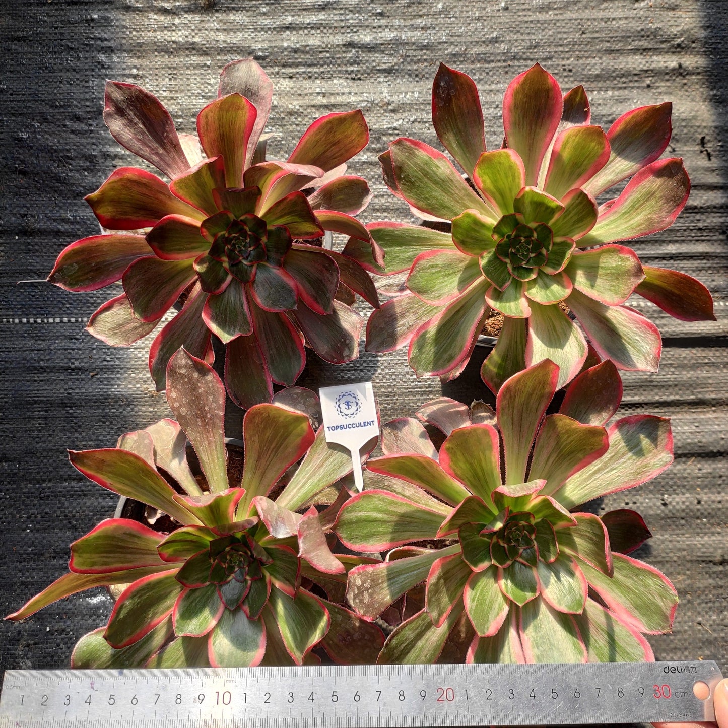 24640 イーブル アイ