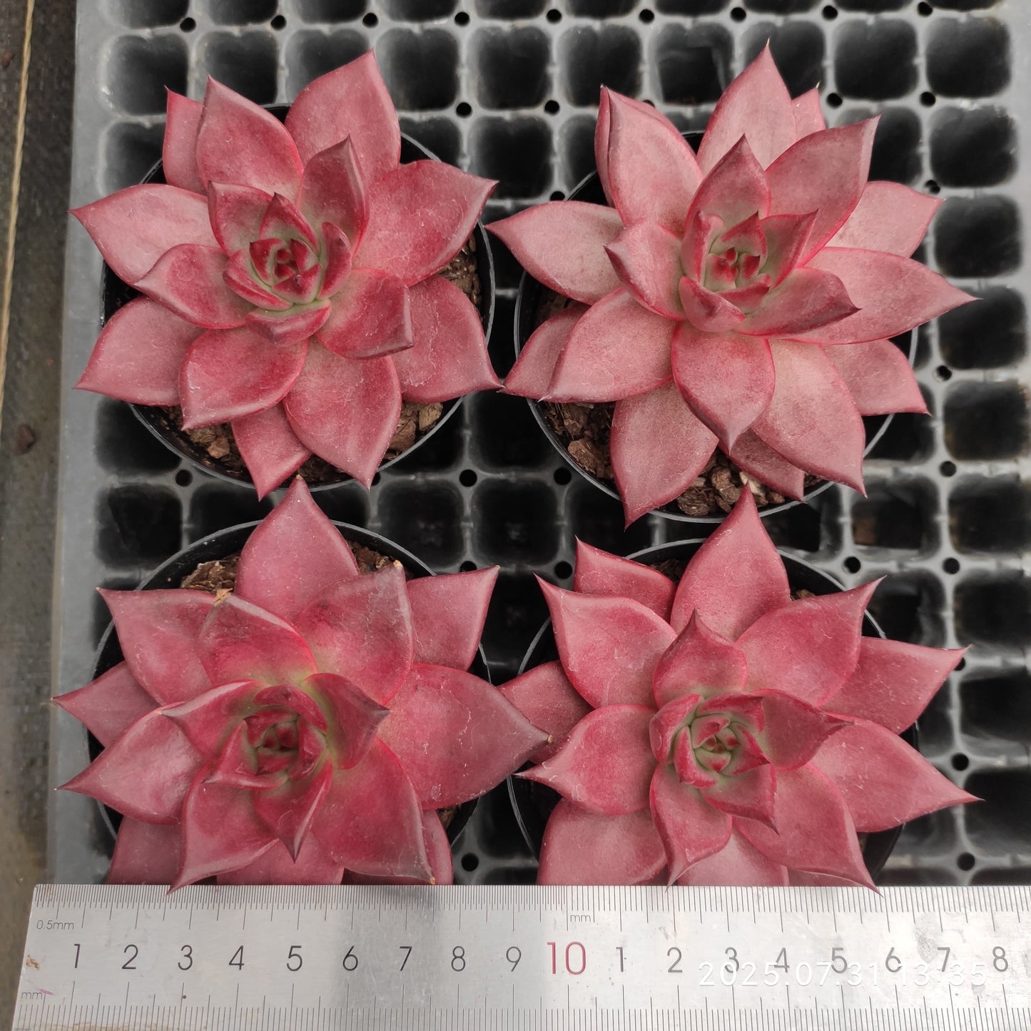 MMT627 ロビン(9cm pot)