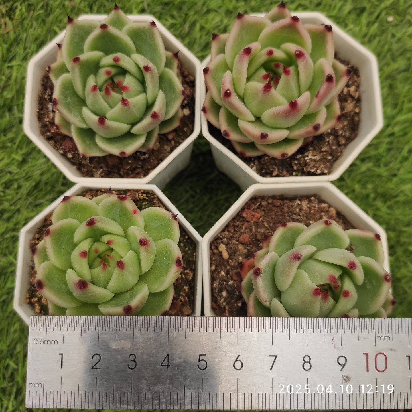 NGN704 ブルー ドラゴン(50cm pot)
