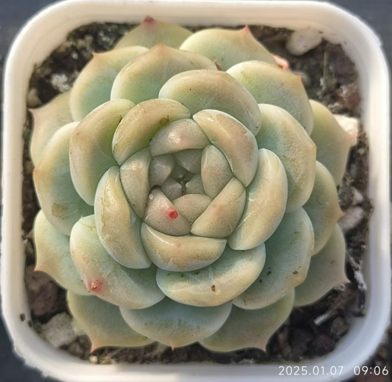 DDX127 アイスダイヤモンド(6.5cm pot)