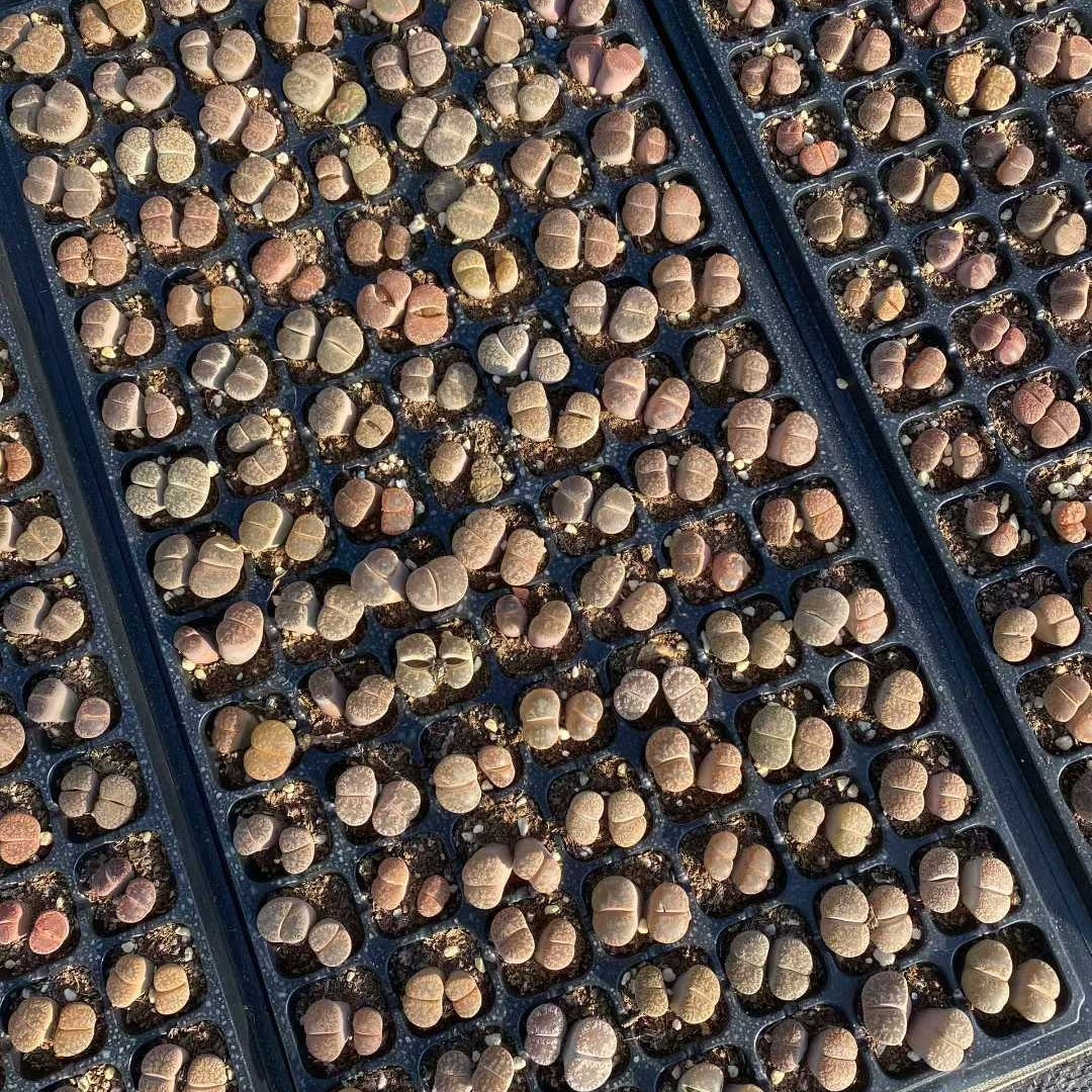 24026 ディンターランサスバンジリーHyb