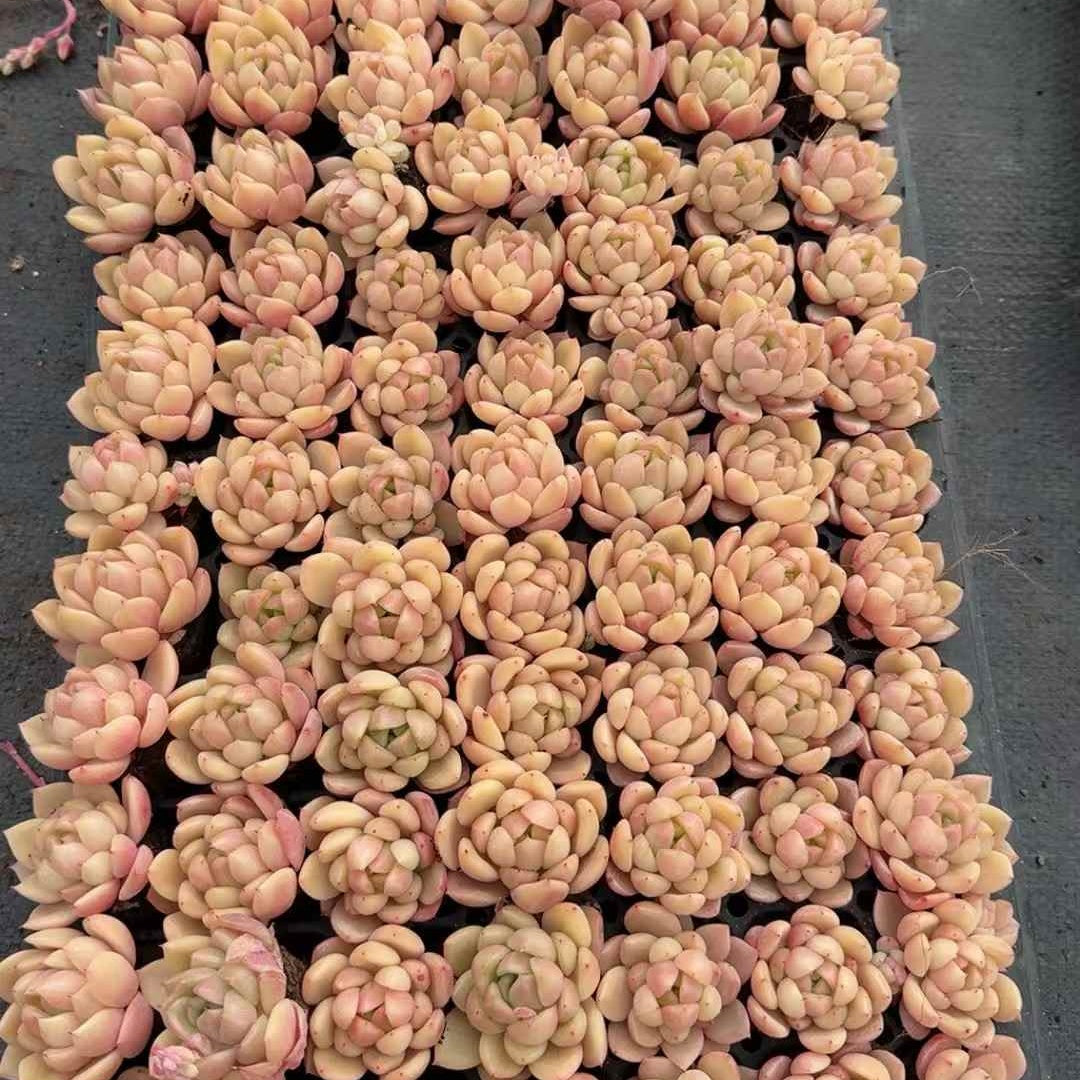 26129 ベルベット キャンディ