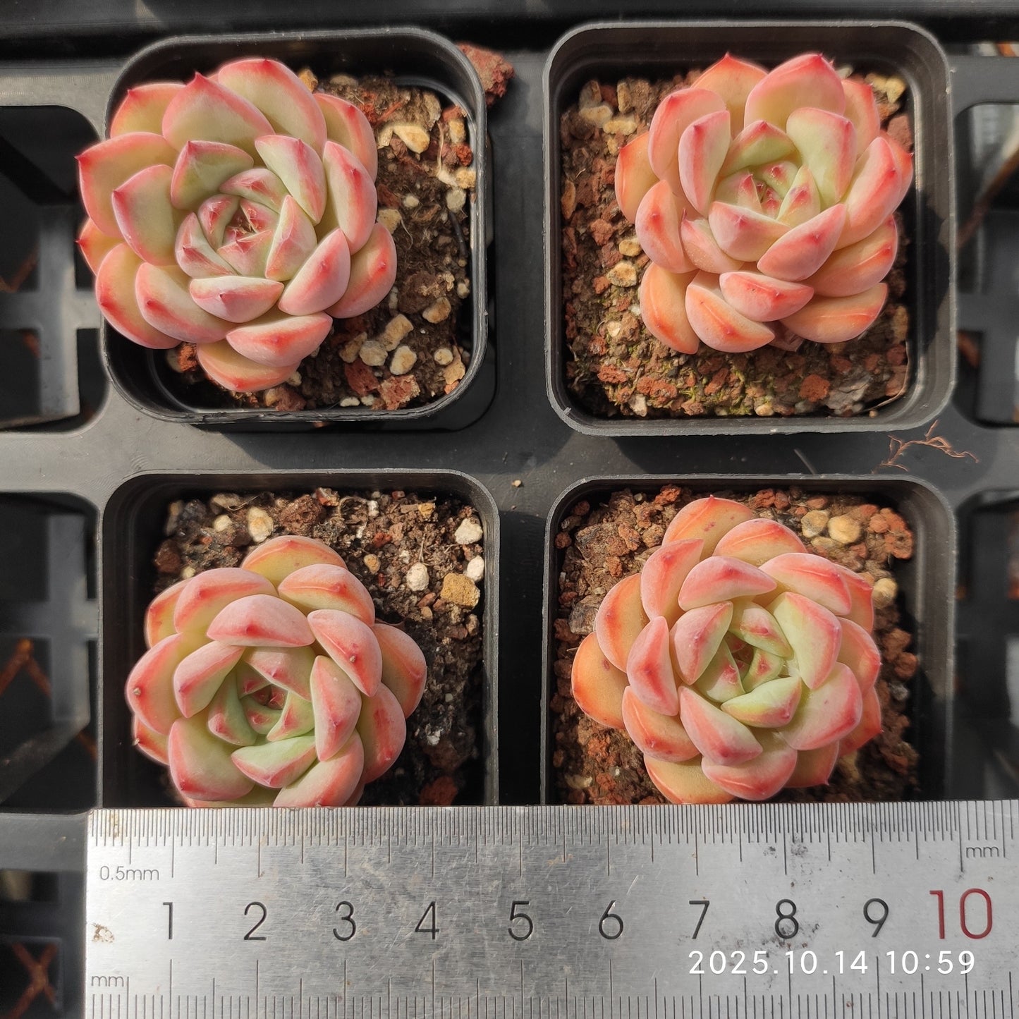 WWA377 アグリーコブ(5.5cm pot)