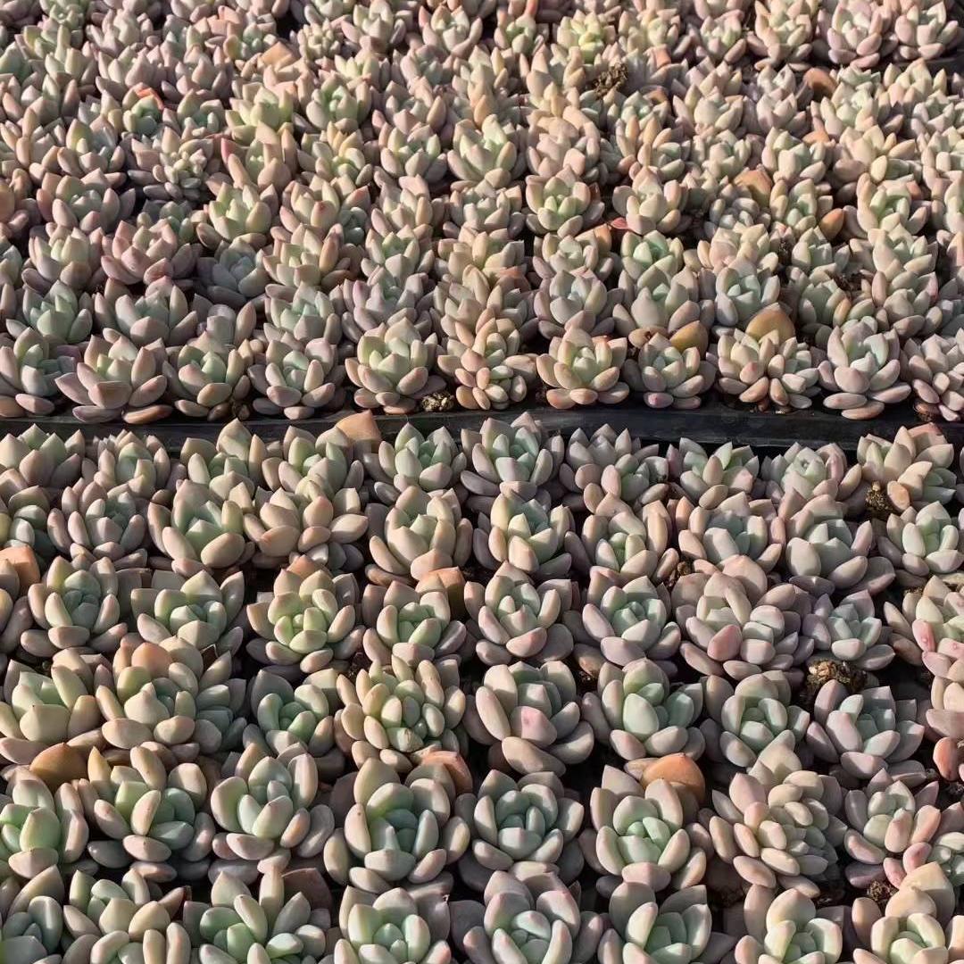 23452 OPアイスグリーン(3cm pot)(ポット苗)