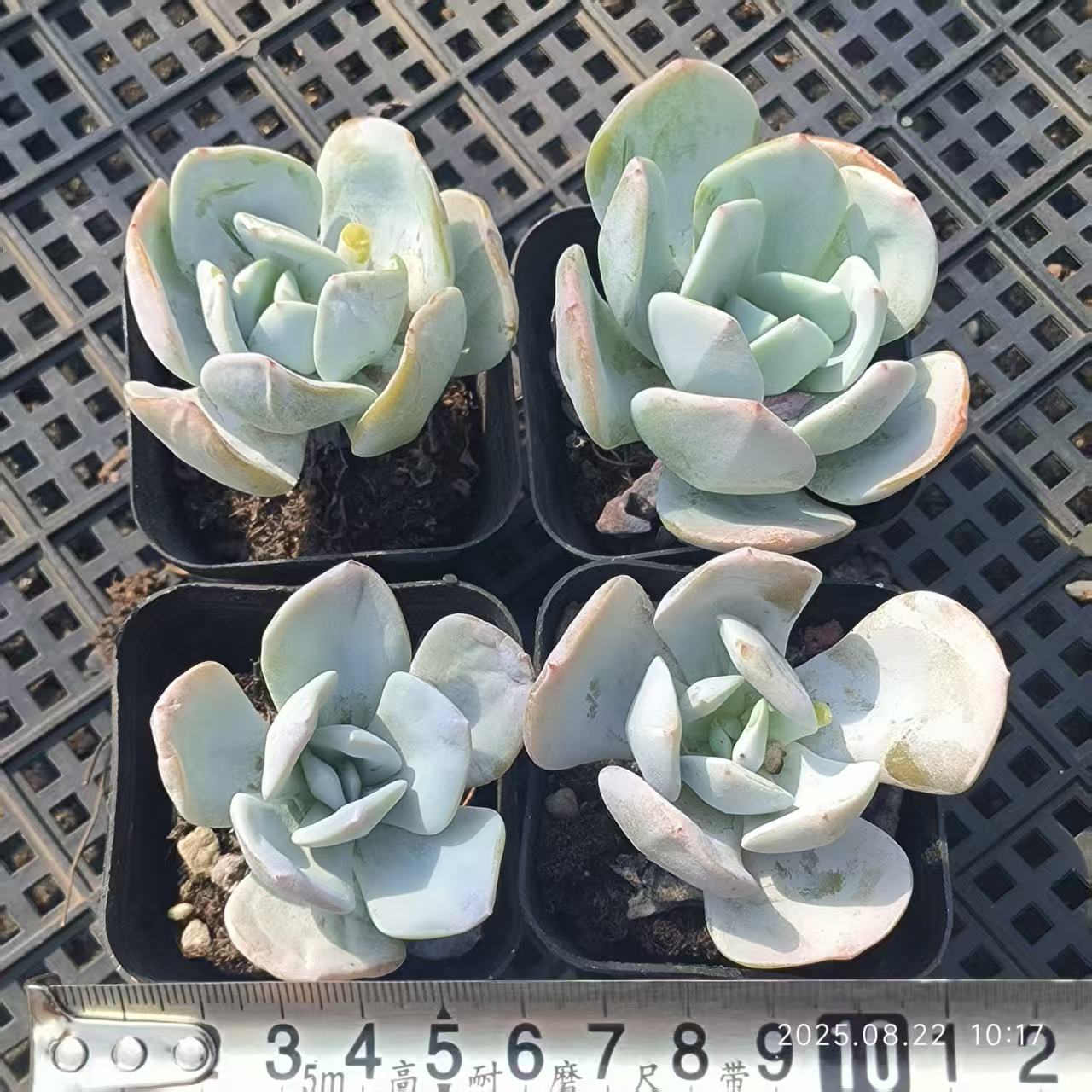 LYC150 ミルクティー(6.5cm pot)