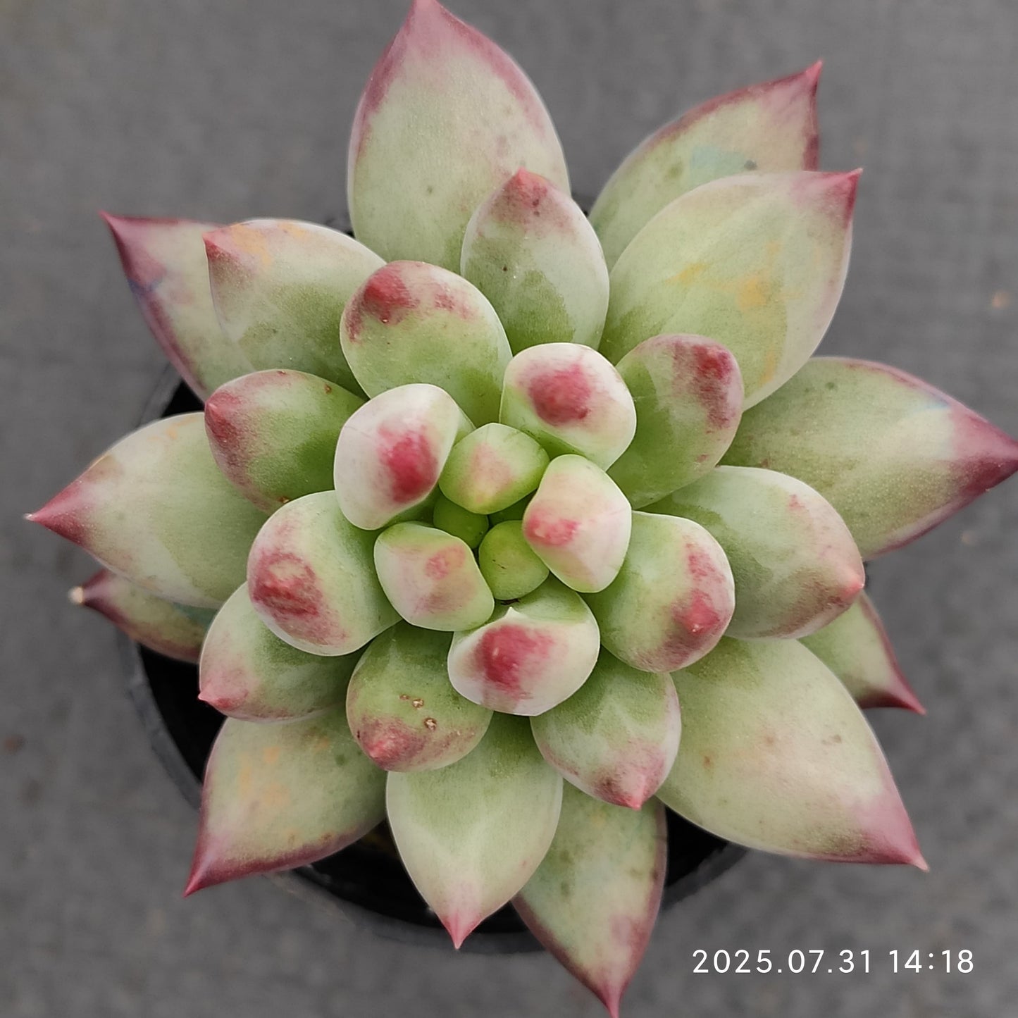 MMT863 イェオンジャー(5.5cm pot)