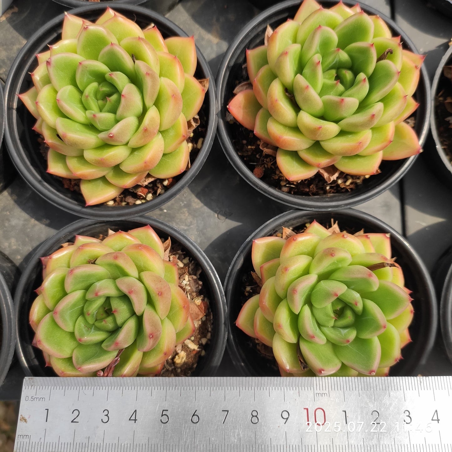 RC040 クリア スカイ ジェニー(9cm pot)