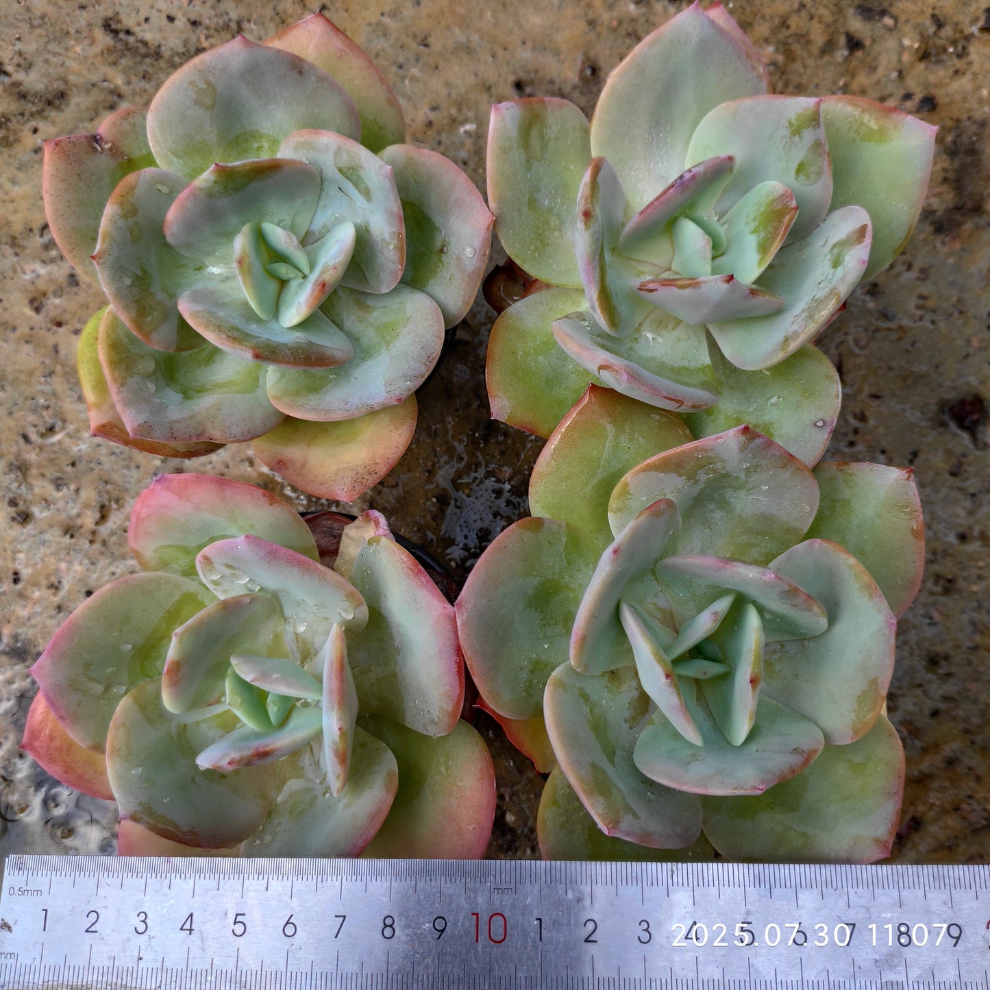 QN778 ホワイトフェニックス(9cm pot)