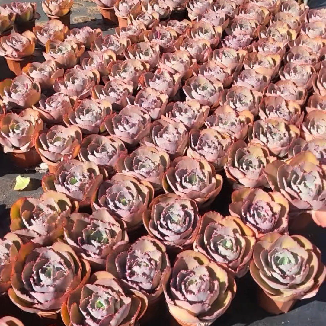 23568 ブルー エンチャーントレス(18cm pot)