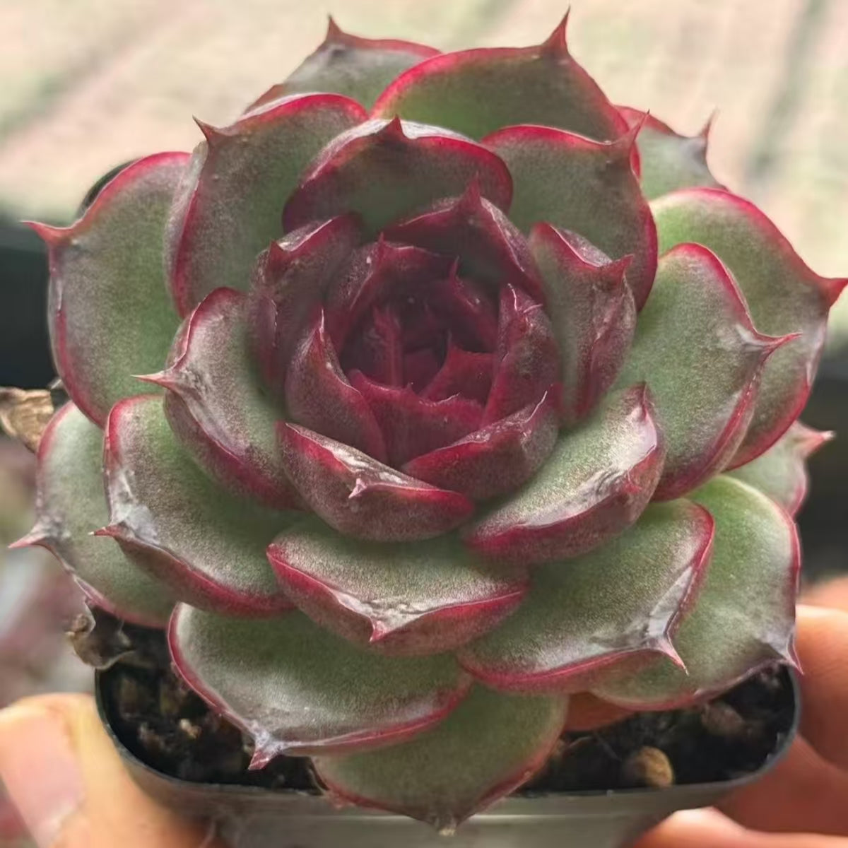 QNY157 パープル ピューピルズ(7cm pot)