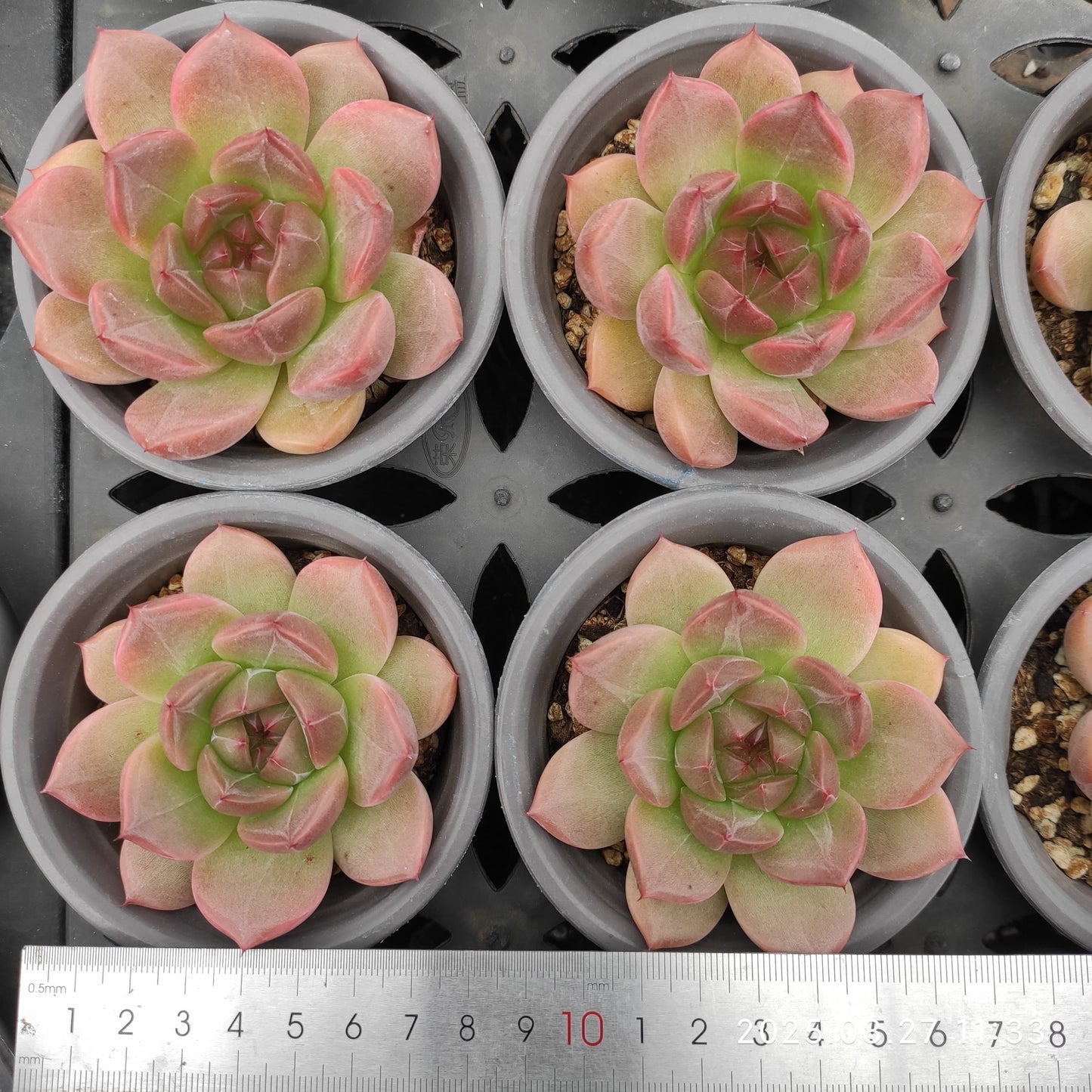 XQ1413 レッド シャドー(7cm pot)
